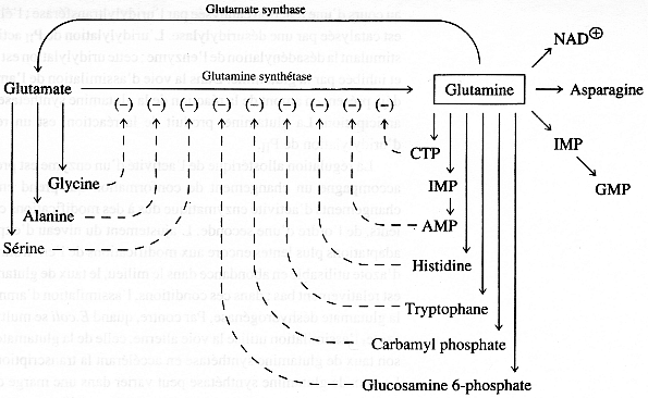 metabolisme regulation glutamate deshydrogenase dehydrogenase glutamine synthetase GOGAT inhibition retroinhibition plant biochimej