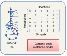 modele reconstruction metabolique echelle genome genome-scale metabolic network reconstruction modelling GENRE biochimej
