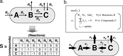 Exemple matrice stoechiometrique stoichiometric matrix reaction rate flux balance genome-scale metabolic network reconstruction modelling GENRE