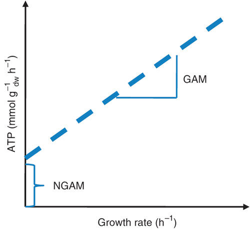 Non-growth associated ATP maintenance requirement requis en absence de croissance genome-scale metabolic network reconstruction modelling GENRE contrainte constraint 