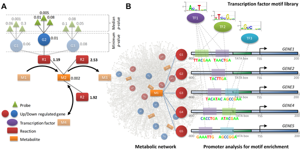 diabete type 2 genome-scale metabolic network reconstruction modelling GENRE