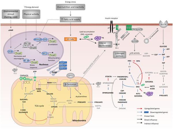 genome-scale metabolic network reconstruction modelling GENRE diabete type 2