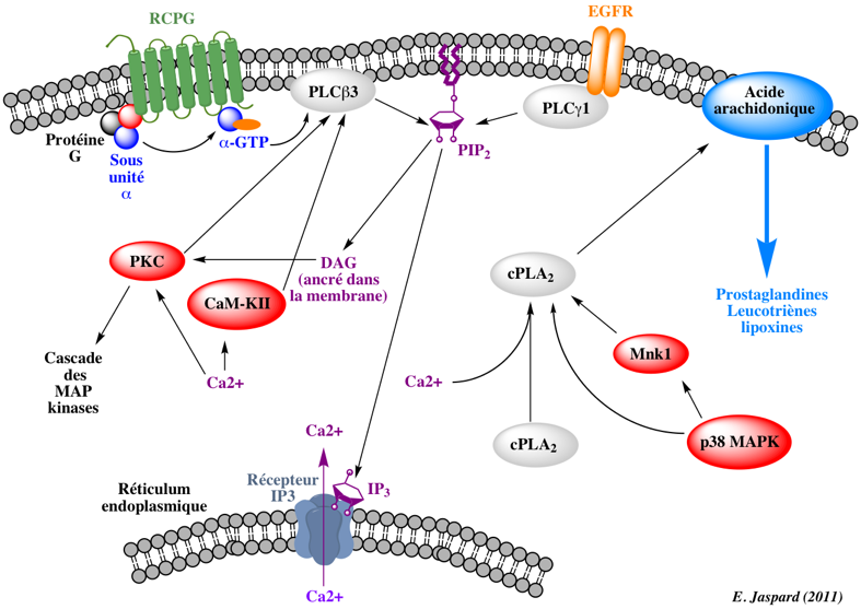 Regulation voie metabolique lipide phospholipase MAP kinase inflammation arachidonique arachidonic glycerophospholipide metabolic pathway signalisation receptor calcium EGFR biochimej