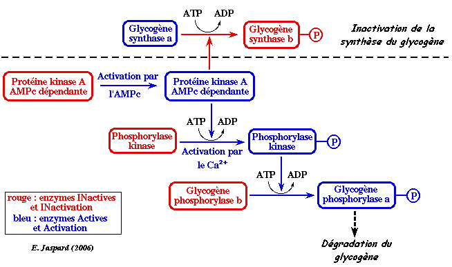 glycogene glycogenolyse AMPc AMP cyclique phosphodiesterase regulation metabolisme proteine kinase phosphodiesterase xanthine cafeine theophyline biochimej