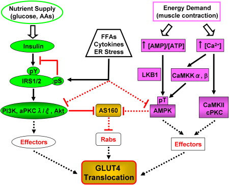 Differents stimuli amenant a l'activation de GLUT4 biochimej