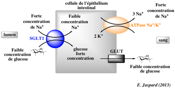Cotransport actif secondaire secondary permease SGLT1 GLUT glucose sodium biochimej
