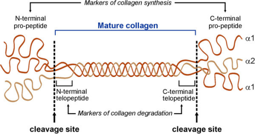 Triple helice helix collagen tropocollagen collagenase hydroxyproline hydroxylysine propeptide propeptidase zinc protease BMP-1 ADAM ADAMT fibrille os bone peau skin vieillissement biochimej