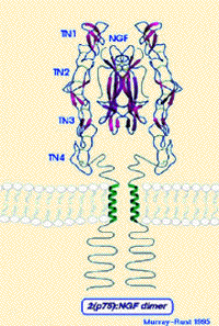 structure du dimere du facteur de croissance du nerf