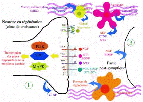 Schema de synthese des effecteurs impliques dans la reparation nerveuse chez les Vertebres