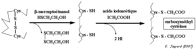 Reduction pont disulfure mercaptoethanol Structure proteine protease inhibition sequence acide amine thrombine hirudine biochimej