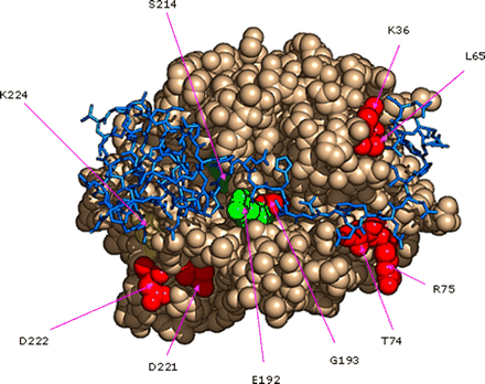 Structure proteine serine protease coagulation hirudin thrombin blood travaux dirige training biochimej