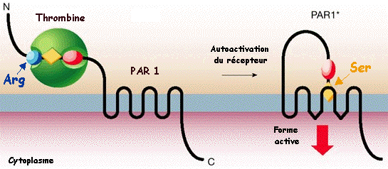 interaction hirudine thrombine activation RCPG Coagulation complexe proteique hirudin thrombin blood activation recepteur receptor mutant PAR PAR1 vorapaxar Gq biochimej