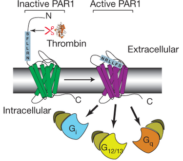autoactivation thrombine recepteur Coagulation complexe proteique hirudin thrombin blood activation receptor mutant PAR PAR1 vorapaxar Gq biochimej
