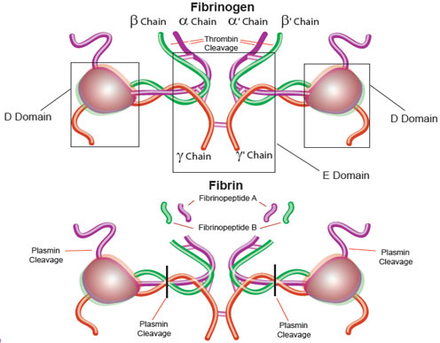activation recepteur thrombine RCPG hirudine PAR1 fibrin Coagulation complexe proteique hirudin thrombin blood receptor vorapaxar Gq biochimej
