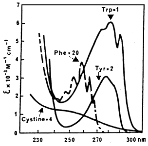 protein concentration phenylalanine tryptophane tyrosine phenol phenolate ionisation ionization chromophore hyperchrome spectre absorbance acide amine aromatique biochimej