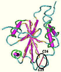 prolyl hydroxylase disulfure Insulin disulphide bridge bond cystine cysteine dithiothreitol glutathion proteine isomerase PDI Ero1p biochimej