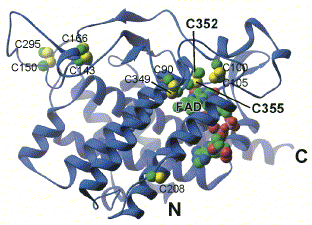 disulfure Insulin disulphide bridge bond cystine cysteine dithiothreitol glutathion proteine isomerase PDI Ero1p biochimej