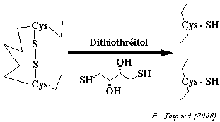 pont disulfure reaction dithiothreitol cysteine purification protein biochimej