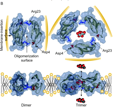 structure sapecine purification protein biochimej