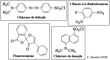 amine protein reactif fluorescent chlorure dansyle dabsyle fluorescamine biochimej