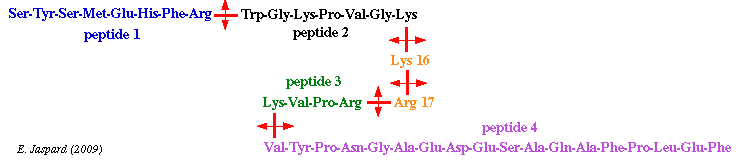 hydrolyse peptide trypsine radioactivite adrenocorticotropine trypsine iodination HPLC biochimej