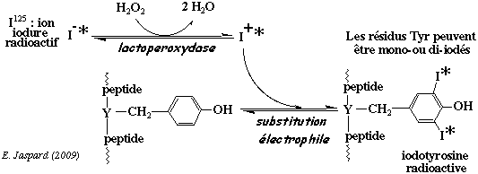 lactoperoxydase iodation tyrosine radioactivite adrenocorticotropine trypsine iodination biochimej