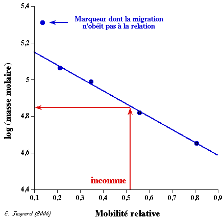 Determination mase molaire mobilite relative electrophorese electrophoresis biochimej