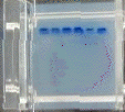migration bande bleu bromophenol electrophorese electrophoresis biochimej