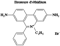 bromure ethidium BET electrophorese electrophoresis biochimej