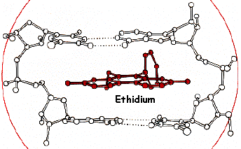 Helice ADN intercalation bromure ethidium BET electrophorese electrophoresis biochimej