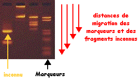 Marqueur migration visualisation revelation fluorescence bande bromure d'ethidium necessite helice ADN intercalation bromure ethidium BET electrophorese electrophoresis biochimej
