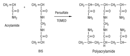 polyacrylamide acrylamide gel SDS bidimensionnel immobiline electrophorese electrophoresis biochimej