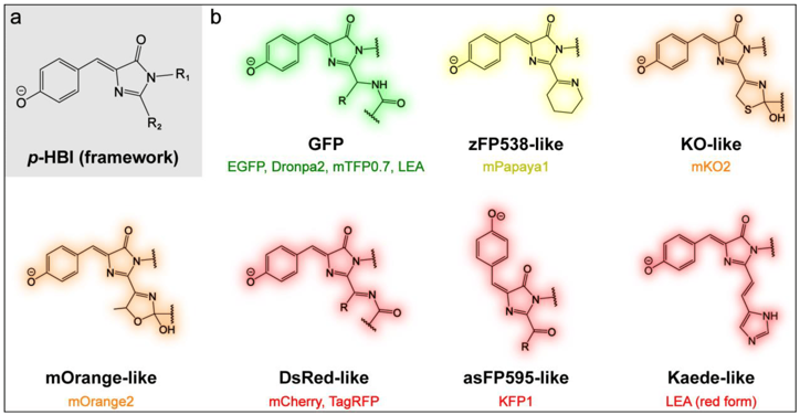 interactome protein interaction transfert fluorescence absorption emisssion energie chevauchement spectre GFP chromophore biochimej