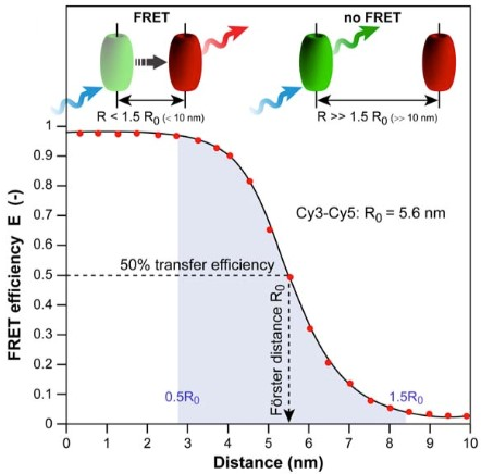 efficacite fluorescence fret rayon Forster emission excitation donneur accepteur radiatif GFP YFP BFP donor acceptor biochimej