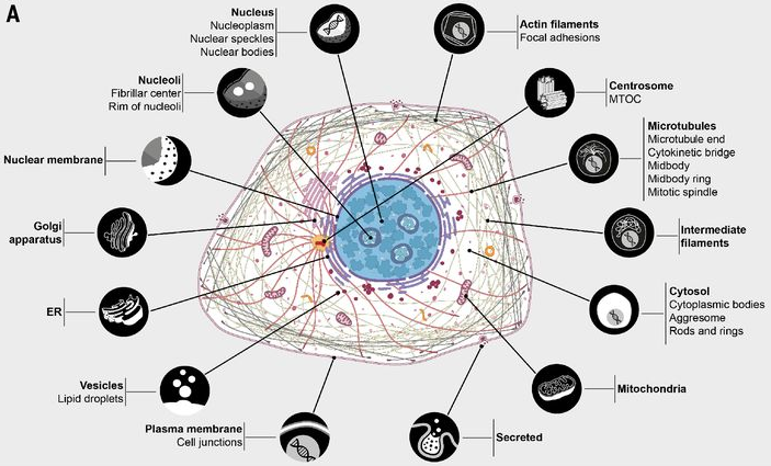 Structure membrane cellule eucaryote eukaryote reticulum membrane noyau nucleus protein mitochondrie mitochondria chloroplaste lysosome peroxysosome appareil golgi cytosquelette compartiment organite organelle fluorescence biochimej