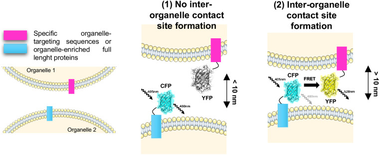 interactome protein interaction transfert fluorescence absorption emisssion spectre GFP chromophore contact organite organelle biochimej