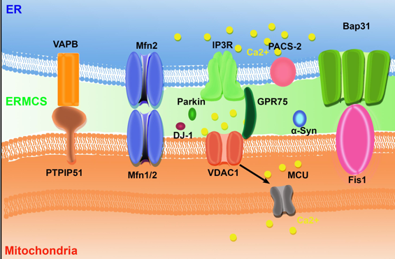 interactome protein interaction transfert fluorescence absorption emisssion spectre GFP chromophore contact organite organelle biochimej