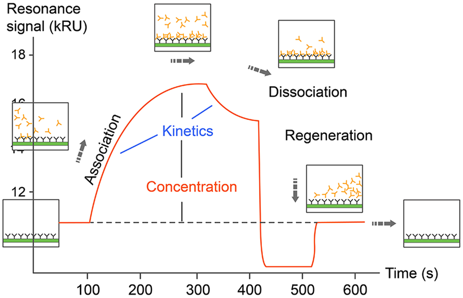 interaction proteine protein binding site fixation ligand constante equilibre equilibrium BiFC ITC SPR BLI isotherme isothermal interferometrie biocouche surface plasmon resonance plasmonique biochimej