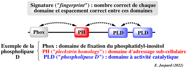 protein structure prediction macromolecule bioinformatique bioinformatics  sequence motif signature profile fingerprint biochimej